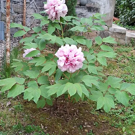 Chez Sophie Et Gege. Maison De Ville, Deux Chambres, De Plain-pied شقة *