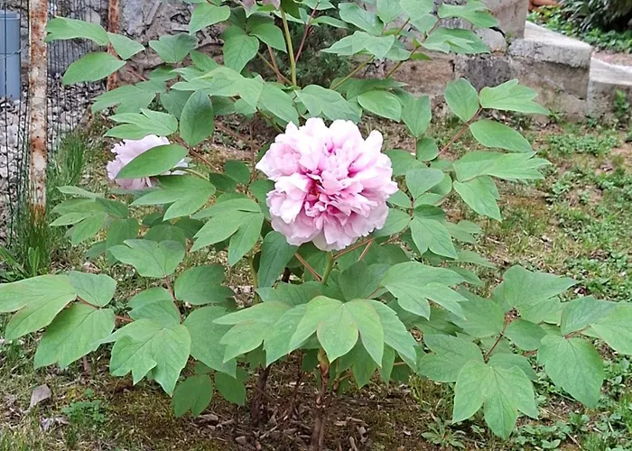 Chez Sophie Et Gege. Maison De Ville, Deux Chambres, De Plain-pied Appartement *